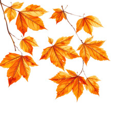 Fototapeta premium Vibrant orange and yellow autumn leaves with detailed veins attached to thin branches against a dark background isolate