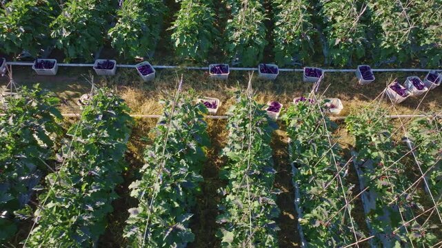 Overhead View of Eggplant Harvest with Crates Lined Up Between Rows