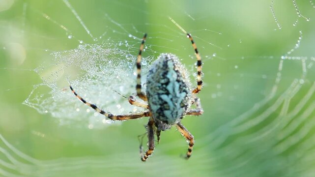 A spider is wrapping a mosquito he caught into the silk to preserve as food storage.