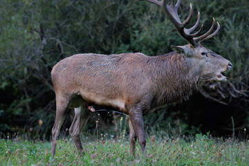 Adult red deer urinate on themselves during the rutting season to mark their territory and attract females. This behavior is accompanied by the characteristic "bellow" (guttural sound) and physical ch