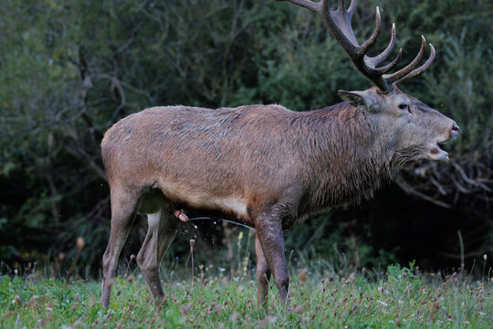 Adult red deer urinate on themselves during the rutting season to mark their territory and attract females. This behavior is accompanied by the characteristic "bellow" (guttural sound) and physical ch