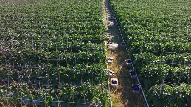 Overhead View of Eggplant Harvest with Crates Lined Up Between Rows
