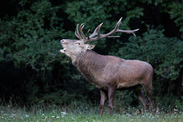 An adult red deer during the rutting season. To mark its territory and attract females, the stag emits its characteristic 