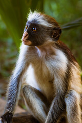 Grounded Curiosity &ndash; Red Colobus Observer