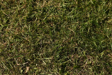 Green grass top view, natural background with even leaf texture.