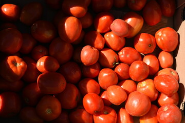 Ripe tomatoes in a wooden crate, top view. Bright red fruits, fresh harvest.