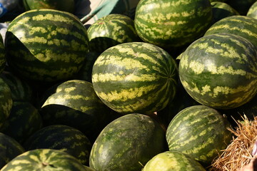 Ripe watermelons in a pile, top view. Green rind texture, fresh summer harvest.