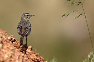 Tawny Pipit // Brachpieper (Anthus campestris) _ Danube Delta, Romania