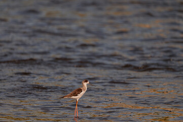 heron on the beach