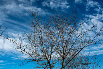 almendro en invierno donde se puede apreciar los primeros brotes de sus hojas, con cielo azul y nubes blancas