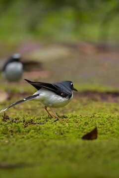 A beautiful Slaty-backed Forktail bird standing on a lush, vibrant green mossy ground in a serene forest setting