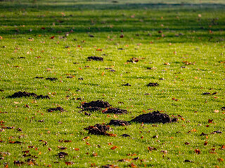 Viele Maulwurfshaufen auf einem Fussballplatz