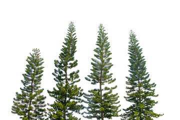 Pine tree branches reaching upward against  isolated on white background