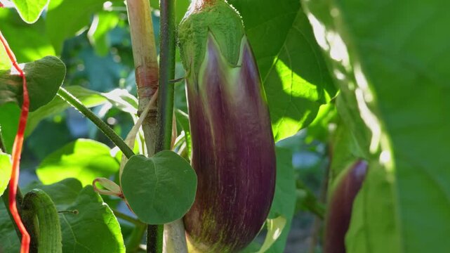 Close-up of Ripe Purple Eggplant Hanging on a Staked Plant