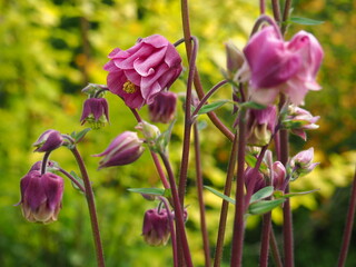 GARDEN MAY FLOWERS PINK BLOSSOM © LookLook