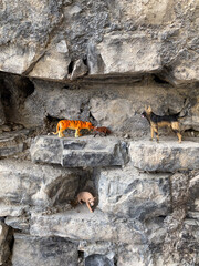 Animal sculptures on rocky terrain - tiger, dog, boar, and fox figurines