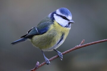 blue tit on branch
