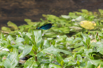 Świtezianka błyszcząca nad wodą, niebieska ważka odpoczywająca na zielonych roślinach. © Henryk Guziak