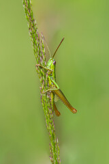 Fototapeta premium Konik polny wspinający się po źdźble trawy, zielony owad na łące.