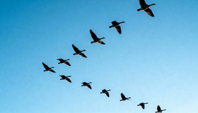 v formation geese in flight symbol of teamwork freedom and seasonal travel