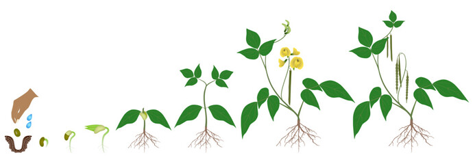 Growth cycle of mung bean plant on white background..eps