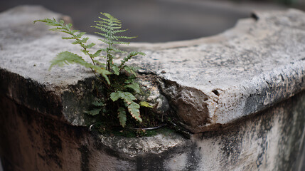 The old concrete base has a small wild fern