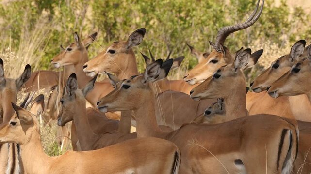 group of impala antelopes close together in shadow 437
