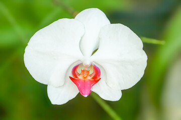 A close-up of a white Phalaenopsis (Moth) orchid flower. The pristine white petals frame a vibrant, blurred green background, highlighting purity and contrast.