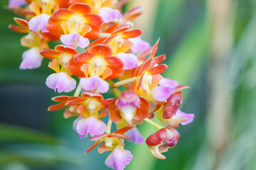 A close-up of a vibrant Foxtail Rhynchostylis orchid spike, featuring numerous small blooms in a striking gradient of orange, yellow, and soft pink lavender. a blurred green background.