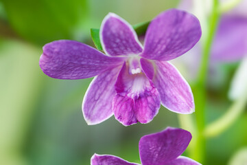 a beautiful purple Dendrobium orchid bloom. The flower features bright lavender petals with darker purple on the lip, contrasted against a softly blurred green  background. Captures tropical elegance
