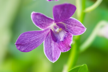 a beautiful purple Dendrobium orchid bloom. The flower features bright lavender petals with darker purple on the lip, contrasted against a softly blurred green  background. Captures tropical elegance
