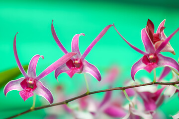 A close-up of pink and purple Starfish or Antelope Dendrobium orchids, a brightly blurred background. Captures exotic drama and color contrast.