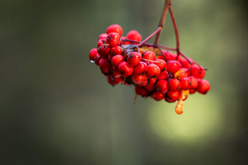 Mountain Ash berries with a natural out of focus forest background.