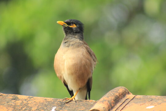 Common Myna Bird Perched on a Tiled Roof with Green Bokeh Background