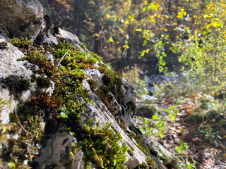 Autumn forest serenity with mossy rocks and sunlit foliage