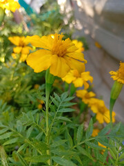 Bright Marigold Flower Close-Up | Natural Orange & Yellow Gada Ful Photography | Fresh Floral Macro Shot for Nature & Botanical Design