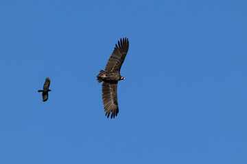 a Cinereous Vulture or Black Vulture (Aegypius monachus) and a Oriental Crow (Corvus corone, ssp orientalis) in flight high above in the blue sky, found near Ulaanbaatar in Mongolia