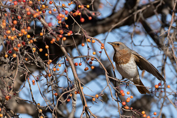 adult female Red-throated Trush (Turdus ruficollis) perching in a tree with red fruits, found near Ulaanbaatar in Mongolia