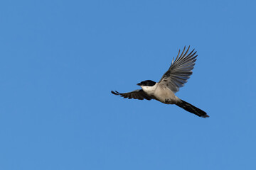 Azure-winged Magpie (Cyanopica cyanus) in flight, found near Ulaanbaatar in Mongolia