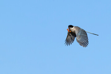 Azure-winged Magpie (Cyanopica cyanus) in flight, carrying red fruits, found near Ulaanbaatar in Mongolia