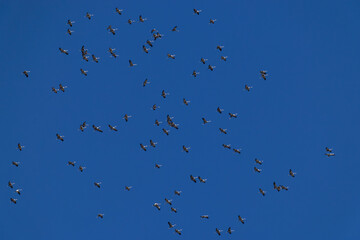a huge circeling flock of common cranes (grus grus) in the blue sky, found near Ulaanbaatar in Mongolia