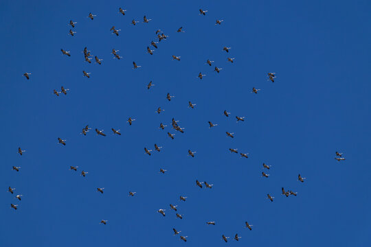 a huge circeling flock of common cranes (grus grus) in the blue sky, found near Ulaanbaatar in Mongolia
