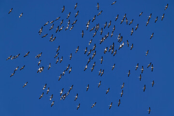a huge circeling flock of common cranes (grus grus) in the blue sky, found near Ulaanbaatar in Mongolia