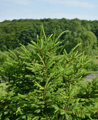 Close-up of lush, vibrant green needles and new growth on a young Spruce, with a forest background. Symbolizes nature, ecology, and the Christmas season.