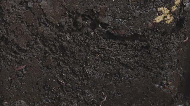 Earthworms and worms in freshly made compost in a garden composter