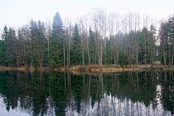 A walk in the forest in late autumn. On the eve of winter. A forest lake and the reflection of trees on the dark surface of the water. An overcast day.