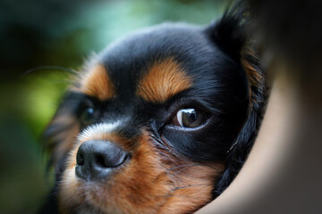 Oko w oko z psem © Szymon