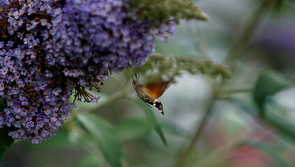 Owad zbierający pyłek © Szymon