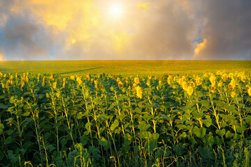 Dramatic Sunset over a Vast Sunflower Field Landscape