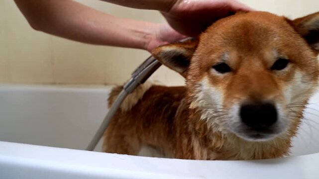 Dog in the shower after a walk
